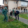 Počela sadnja novih 700 stabala na području grada. Gradonačelnik apelovao da čuvamo stabla da nam grad bude lepši i…