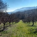 Voće ćemo gledati samo na slici: Aprilski mraz DESETKOVAO rod, cene će samo rasti