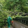 Incident na igralištu u Pančevu! Pala masivna grana dok su se deca igrala