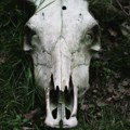 Nakon otkrića misteriozne "lobanje jednoroga": Stručnjaci otkrili istinu, a vodoinstalateru preti kazna