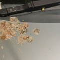 Ptičiji izmet sa automobila možete skinuti uz par trikova Nema potrebe za skupim farbanjem i najboljim perionicama