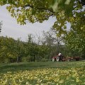 Александар је уместо 20 тона убрао тек 20 килограма кајсија: Климатске промене десеткују воће широм Србије