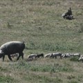 U Južnobanatskom okrugu utvrđen slučaj trihineloze kod svinjskog mesa