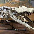 Ovaj krokodil je bio ubica dinosaursa: Veliki je kao autobus, a nekada bio jedan od najopasnijih grabljivaca