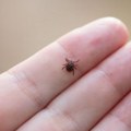 Zakačio vam se krpelj? Evo šta odmah treba da uradite, a šta nikako ne smete