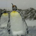 Zbog otapanja leda na Antarktiku uginulo do 10.000 pingvina