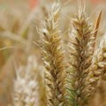 EU pozvala Poljsku, Slovačku i Mađarsku da se drže stava EU o žitu iz Ukrajine