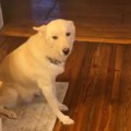 "Ovo sam zatekao kada sam došao kući..." Snimak koji je uznemirio milione ljudi, pas hitno odveden kod veterinara (video)