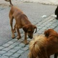 Deca koju je napao pas u Nišu zadobila samo površinske rane