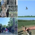 (Video, foto) ptice iz prihvatilišta na Paliću puštene na slobodu Dirljiv prizor koji je zagrejao srce svakog ljubitelja…