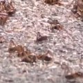 Biblijski prizori kao pred apokalipsu Milioni insekata preplavili čitavu državu, jedu sve pred sobom ali i jedni druge…