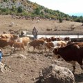 Krave i konje na Suvoj planini ponovo mori žeđ