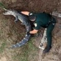 Policajac skočio na aligatora usred dvorišta: Rvao se sa predatorom, žena počela da paniči (Video)