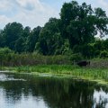 Inovacije koje dišu s prirodom: Povratak života u najlepša vlažna staništa Srbije