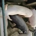 Kod klaničara i trgovaca i „nož i pogača“, zašto je svinjsko meso sve skuplje, a farmeri sve siromašniji
