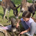 Ovo je malena Anđelija koja je oduševila Srbiju: Pomogla magarcu Joci da dođe na svet