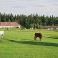 Srbija na listi zemalja koje ispunjavaju nove standarde EU za upotrebu veterinarskih lekova