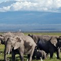 Uginulo 15 slonova u kenijskom Nacionalnom parku Amboseli, pokrenuta istraga