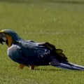 Utakmica u Brazilu prekinuta zbog napada papagaja