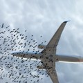 "Ko neće da leti, 500 evra" Pilot iznenadio putnike u avionu (video)