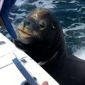 Džinovski morski lav iskočio iz akvarijuma pravo na devojku: Svi se pitaju kako je nije zdrobio