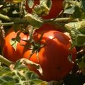 Preskup paradajz usred sezone Kilogram košta čak 200 dinara, a evo i zbog čega