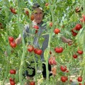 Himzo iz Prijepolja uzgaja džinovski paradajz, zarada odlična: Uzeo hibridnu sortu, gram semena 100€, ali ne žali para