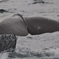 Island dozvolio da 128 kitova bude ubijeno ove godine