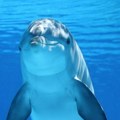 Evo ide delfin đura Naši ljudi na plaži u Nei Poriju spasili malog delfina sigurne smrti, Vratili ga majci i dali mu ime