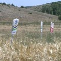 Dani polja strnih žita u Kamešnici