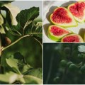 Sirup od smokvinog lista je pravi letnji hit Listovi oslobađaju aromu kokosa i badema, a benefiti su mnogi- radi detoksikaciju…