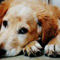 Veterinari saglasni Evo zašto ne treba bacati izmet kućnih ljubimaca u wc šolju, može dovesti do ozbiljnih zdravstvenih…