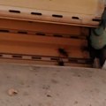 (Video) Ova zamka će namamiti stršljene za tili čas! Potreban je samo napitak koji često imamo u kući