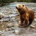 Mladunci medveda masovno umiru u Japanu: Osam od deset njih ugine