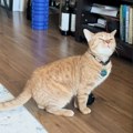 Угинула Кала, вирална распевана мачка: Након што се јако разболела откривена шокантна истина о њој! (видео)