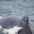 Da se zalediš Ovako izgleda foka koja je završila u ustima kita (foto/video)