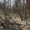 Misterija u srpskoj šumi: Niko ne zna šta je ovo, merdevine vode u dubok ambis, stiglo dramatično upozorenje