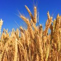 Vlada Srbije će otkupiti robne rezerve 200.000 tona pšenice od ratara