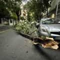 Šta raditi kada drvo padne na vaš auto tokom oluje? Stručnjaci objasnili - Evo kome da se javite i ko će da plati štetu!