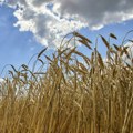 Cena pšenice skočila za 8,2 odsto zbog napete situacije u Crnom moru