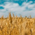 Ukrajina traži diplomatsko rešenje sa Poljskom i Slovačkom o izvozu žitarica