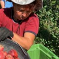 Srbija i hrana: Jedemo li pesticide i da li se voće previše prska