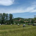 Tradicija kosidbe: U selo Grbice kod Kragujevca okupili se kosači iz cele Srbije