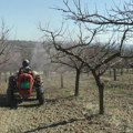 Zaštita voća od oscilacije temperatura: Ovi radovi u voćnjacima se moraju uraditi do kraja januara