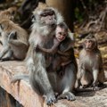 Nepal popisuje majmune: Životinje izazivaju haos u selima, počinje borba za suživot