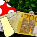 Šuma nije samoposluga Nezakonita berba gljiva kažnjava se hiljadama evra