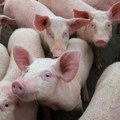 Malo čudo nadomak Sremske Mitrovice: Krmača domaćina Marka oprasila 33 praseta