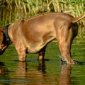 Već u osam sati u Srpskoj Atini 26 stepeni! Temperature će rasti iz sata u sat, danas i do 38 stepeni - tražiće se mesto više…