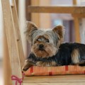 Pas se ukipi na vratima čim padne mrak: Veterinar otkriva šta bi moglo da ga plaši