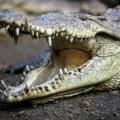 Ženka krokodila se razmnožila bez mužjaka: Ovo je dokaz da su "bezgrešna začeća" moguća kod ovih predatora